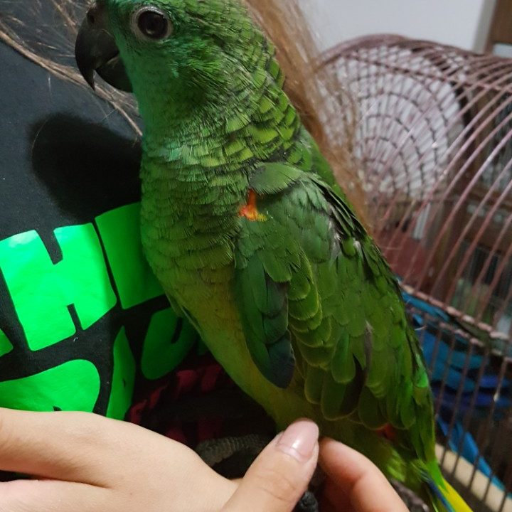 plavoceli amazonac