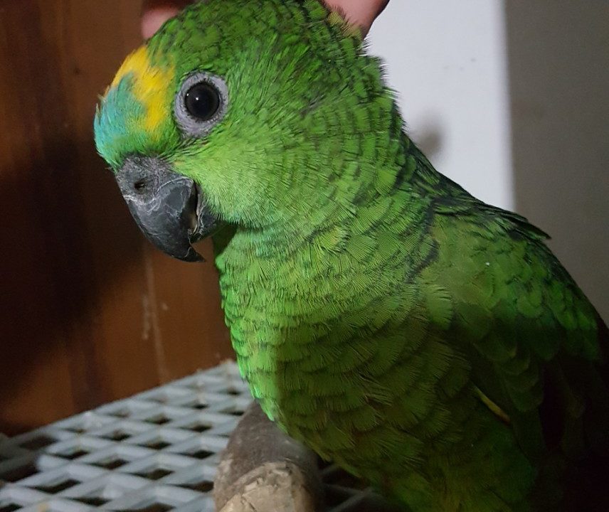 plavoceli amazonac