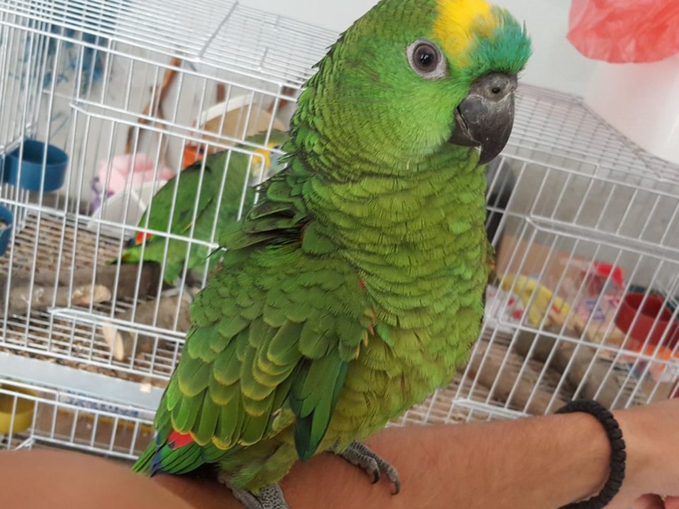 plavoceli amazonac