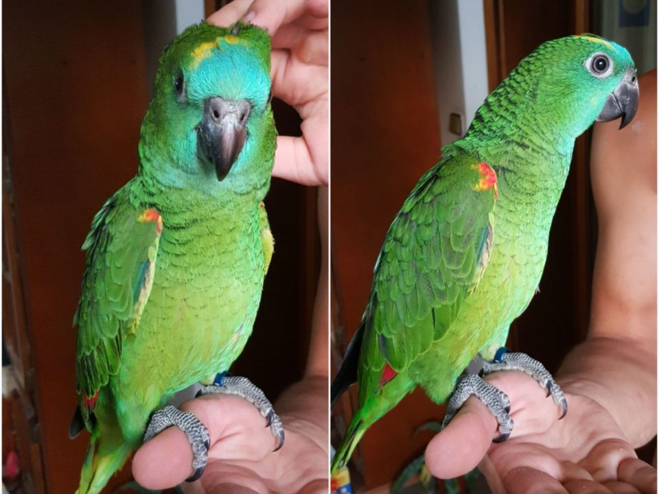 plavoceli amazonac
